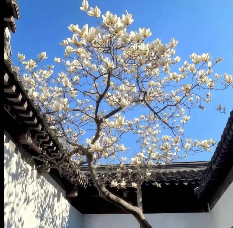 在听一遍须尽欢 敬我们的初相识-phira资源站