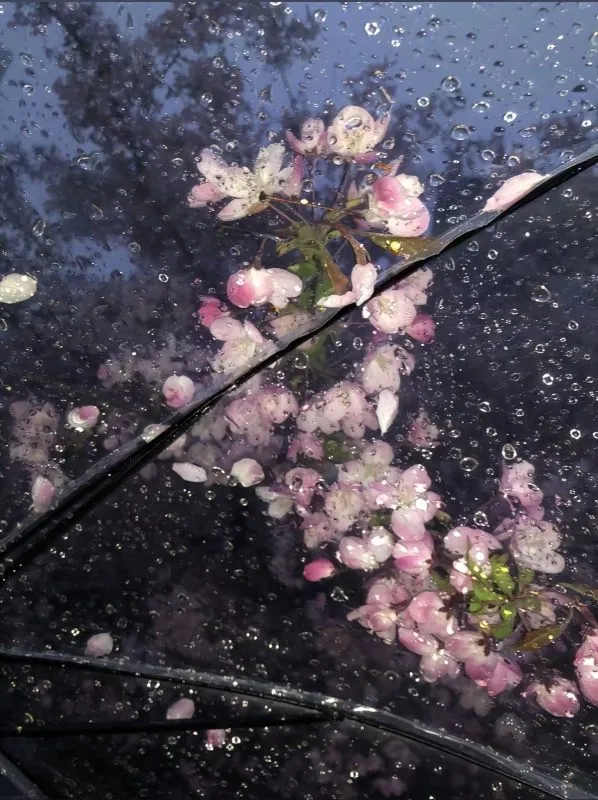 花雨弄（粤语 片段）-phira资源站